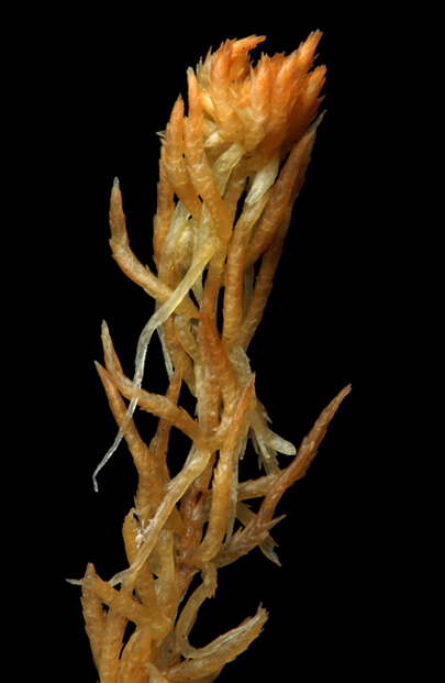Sphagnum olafii